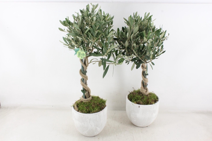 <h4>arr3 SN - Ker. stone look olijf</h4>