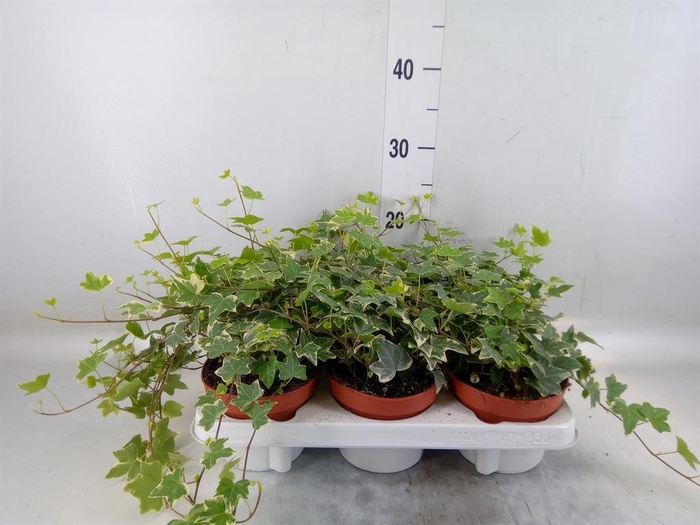 <h4>Hedera helix 'Eva'</h4>