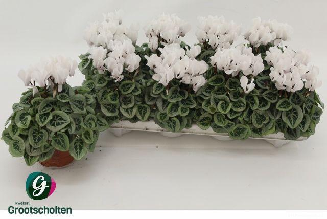 <h4>CYCL SUPER PICASSO WHITE</h4>