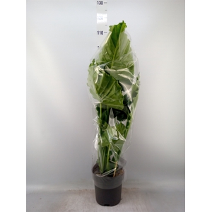 Alocasia gageana