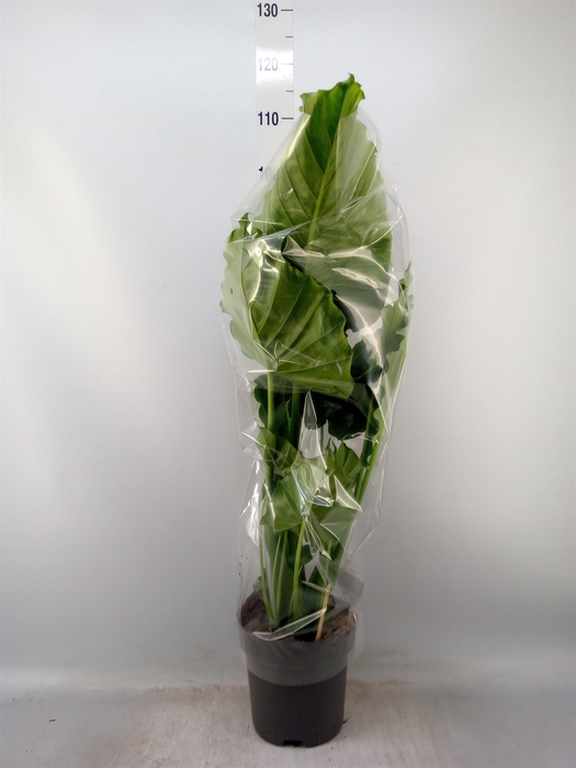 <h4>Alocasia gageana</h4>