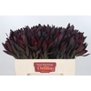 Leucadendron Saf Sunset Dark R.