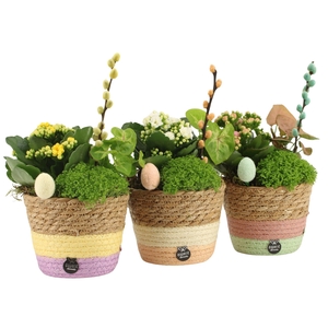 70760: Easter arrangement