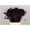 DF Achillea Paint Bs Dark Lila