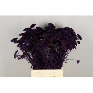 DF Achillea Paint Bs Dark Lila