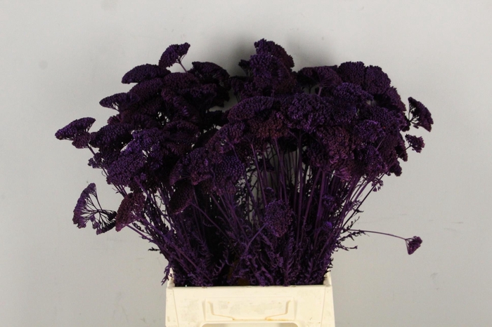 <h4>DF Achillea Paint Bs Dark Lila</h4>