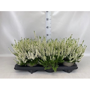 Calluna vulg. 'Beauty L Venca'