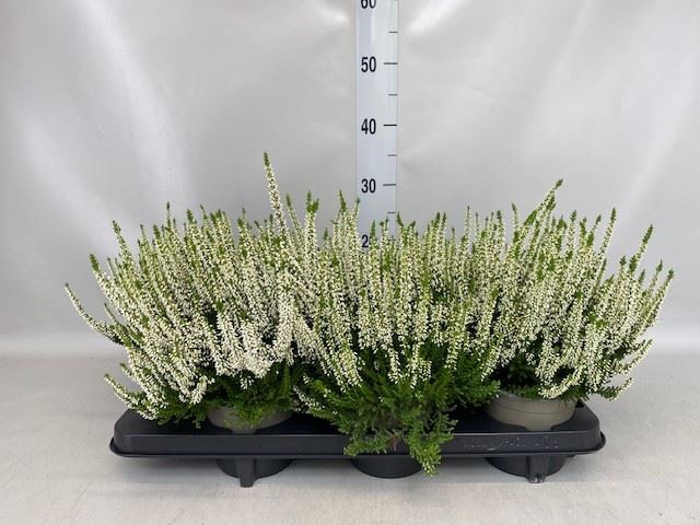 <h4>Calluna vulg. 'Beauty L Venca'</h4>