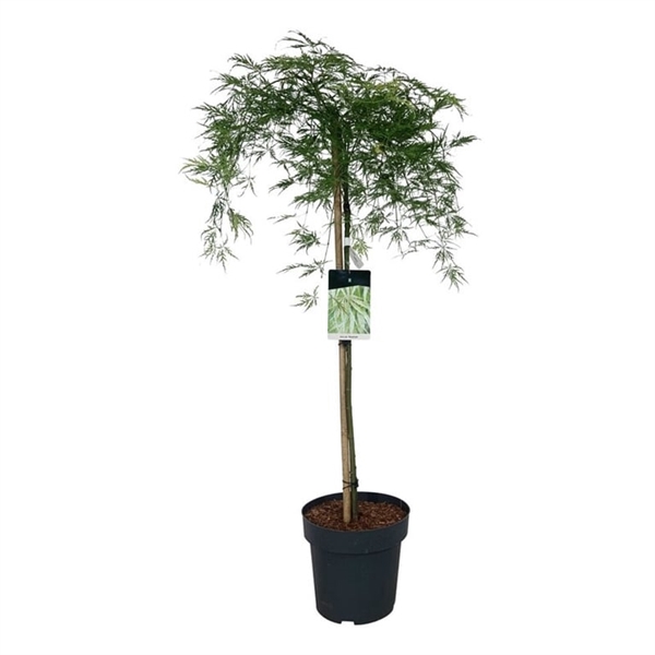 <h4>Acer pal. 'Dissectum'</h4>