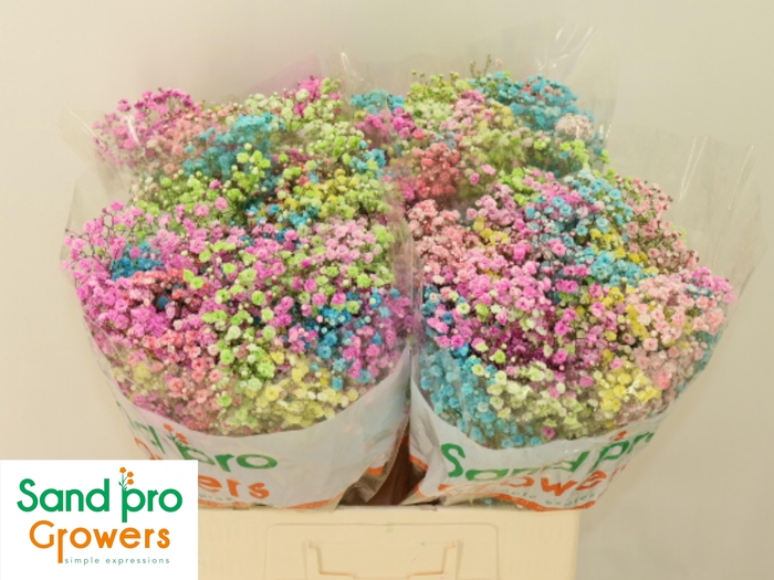 <h4>GYPS KLB H%</h4>