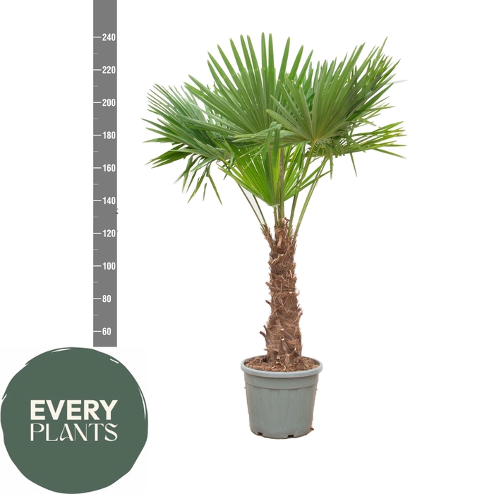 <h4>TRACHYC FORTUNEI</h4>