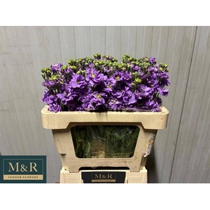 MATTH FIGARO LAVENDE