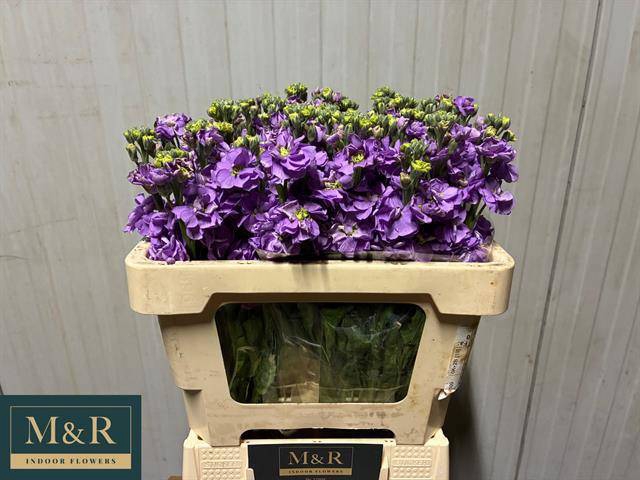 MATTH FIGARO LAVENDE