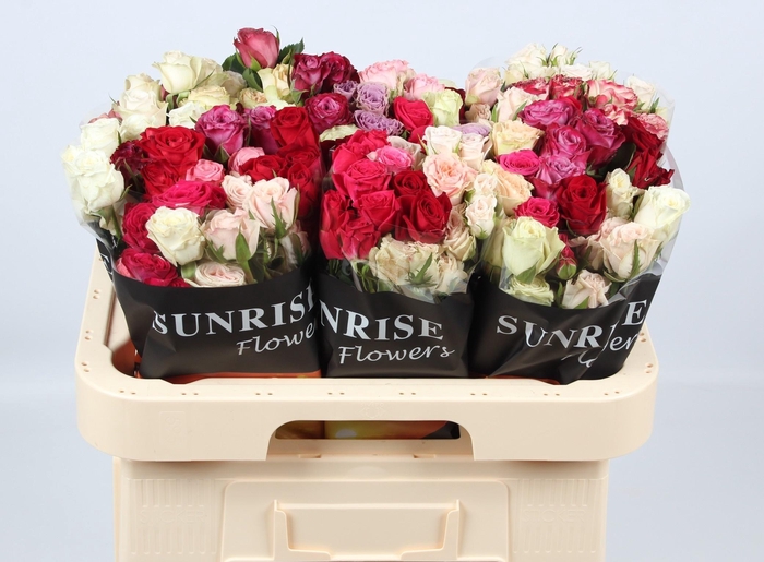 <h4>R TR GEM IN BOS</h4>