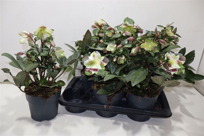 <h4>Hell Viv Valeria</h4>