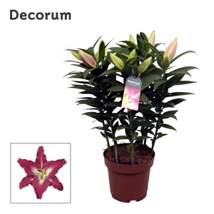 Lilium Or Entertainer 19cm