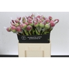 Paeonia Command Performance