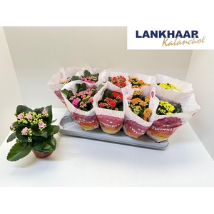 KAL GE PERF GEM 5 KL