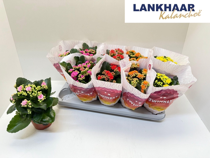 KAL GE PERF GEM 5 KL