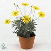 EURYOPS SILVER STAR