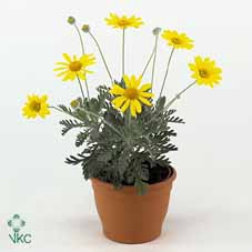 Euryops Silver Star 10,5Ø 30cm