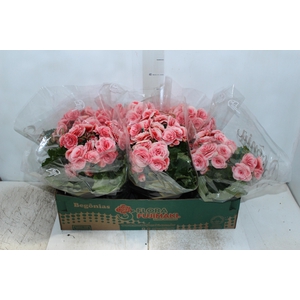 BEGONIA BORIAS P15