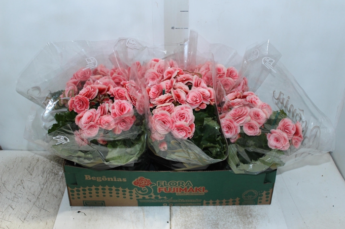 <h4>BEGONIA BORIAS P15</h4>