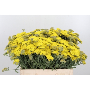 Achillea Moonshine