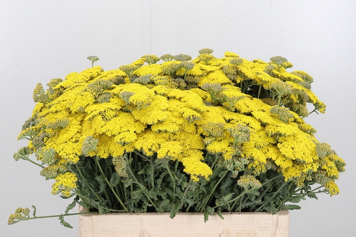 <h4>Achillea Moonshine</h4>