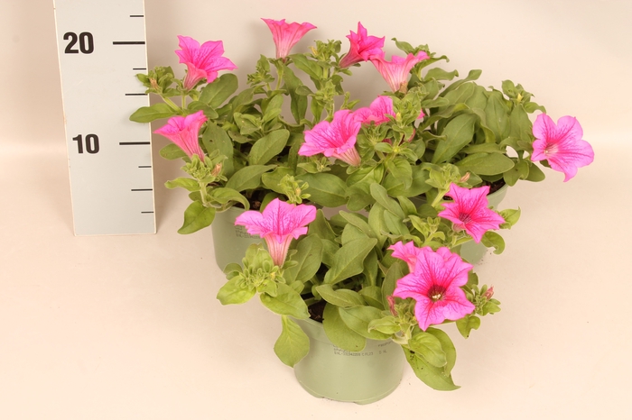 <h4>Petunia hot pink</h4>