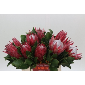 Protea Cynaroides Madiba