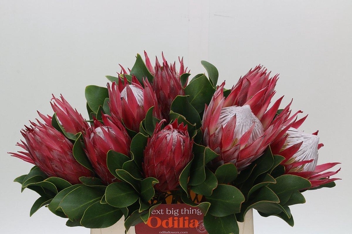 <h4>Protea Cynaroides Madiba</h4>