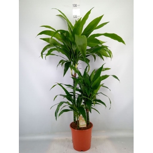 Dracaena frag. 'Janet Craig'