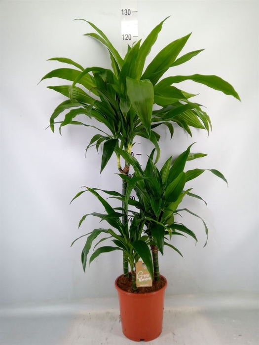 <h4>Dracaena frag. 'Janet Craig'</h4>