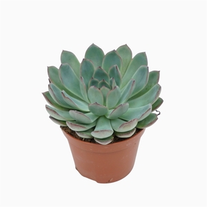Echeveria apus 8,5 cm
