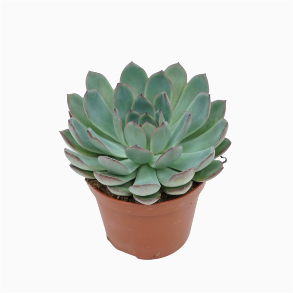 <h4>Echeveria apus 8,5 cm</h4>
