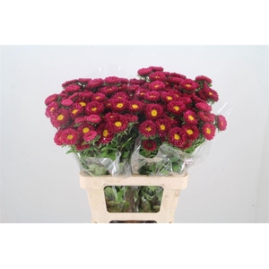 Callistephus Mats Red Stripe