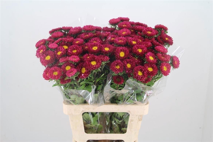 <h4>Callistephus Mats Red Stripe</h4>