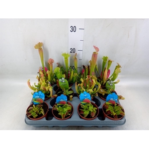 Vleesetende planten
