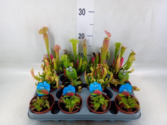 <h4>Vleesetende planten</h4>