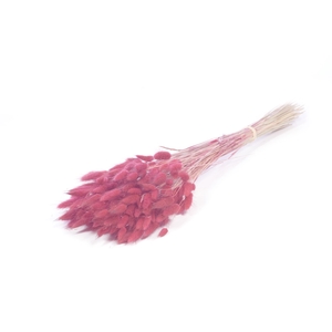 .Lagurus pink