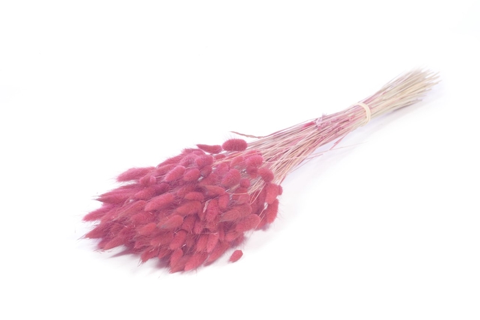 .Lagurus pink