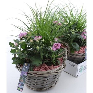 ARR TUINPLANTEN