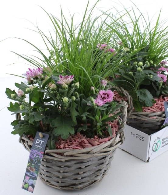 <h4>ARR TUINPLANTEN</h4>