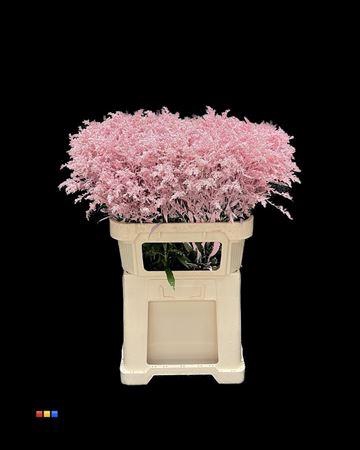 <h4>Solidago Light Pink 80cm</h4>