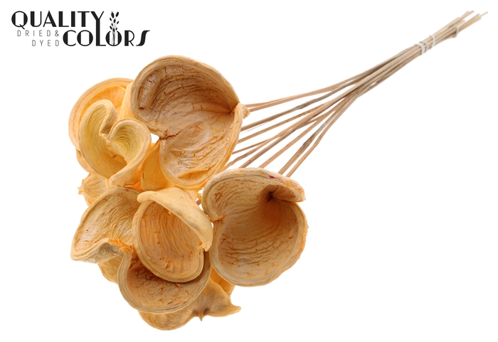 Badam on stem Bleached Salmon