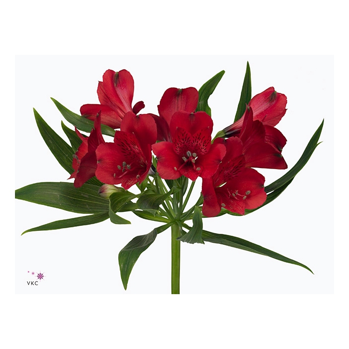 <h4>Rosa large flowered Elewana</h4>