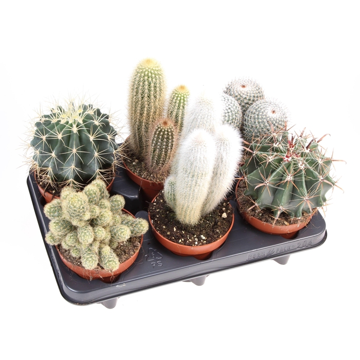 <h4>Cactus mix</h4>