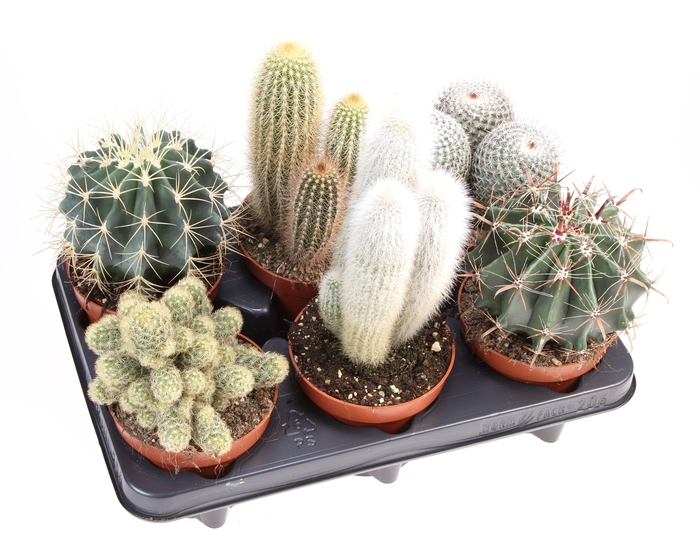 <h4>Cactus mix</h4>