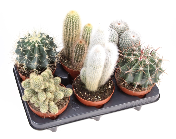 Cactus mix